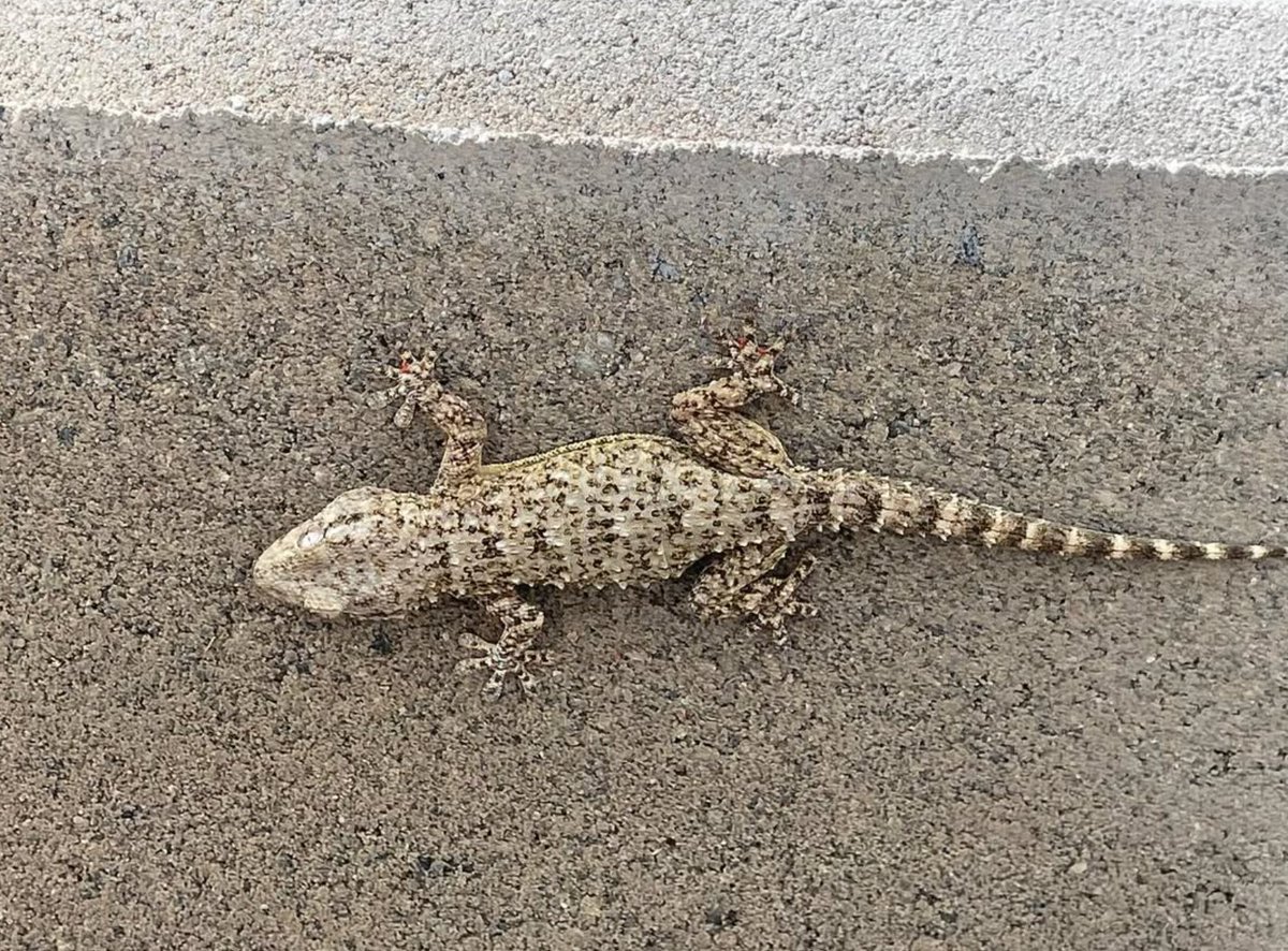 Si stanno risvegliando i gechi 🦎!
Come questo visto da Nicholas 🙏🏻
Segnala anche tu i gechi
ficedula.ch/geco 🦎🤩