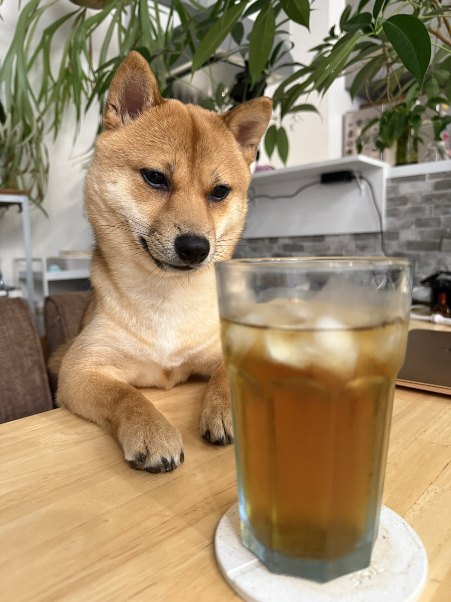 jagamaru2013's tweet photo. どうしても麦茶を飲みたい豆柴🍵🍹

#じゃがまるとさつまる
#さつまる
#柴犬
#豆柴 
#麦茶 https://t.co/jzOpaoIGCM