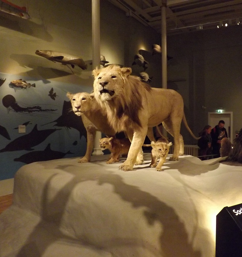 The National Museum of Scotland is one of the top attractions in Edinburgh holding many of the top historic artifact, with 11 large images in order such as this one of the wild life relevantsearchscotland.co.uk/edinburgh-attr… #Edinburgh