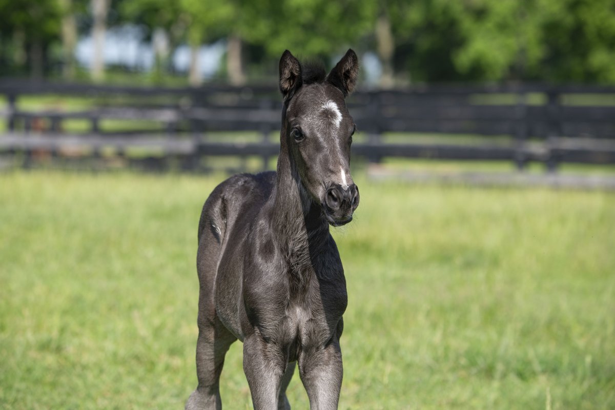 Taylor Made Farm (@taylormadesales) on Twitter photo A very special #FoalFriday! SERENGETI EMPRESS has welcomed a stunning new colt by <a href="/TMStallions/">Taylor Made Stallions</a>' NOT THIS TIME! He is full of personality and already stealing our hearts! 🤍 #TaylorMadeFarm <a href="/GJoelpoliti/">Joel Politi</a> A very special #FoalFriday! SERENGETI EMPRESS has welcomed a stunning new colt by <a href="/TMStallions/">Taylor Made Stallions</a>' NOT THIS TIME! He is full of personality and already stealing our hearts! 🤍 #TaylorMadeFarm <a href="/GJoelpoliti/">Joel Politi</a>