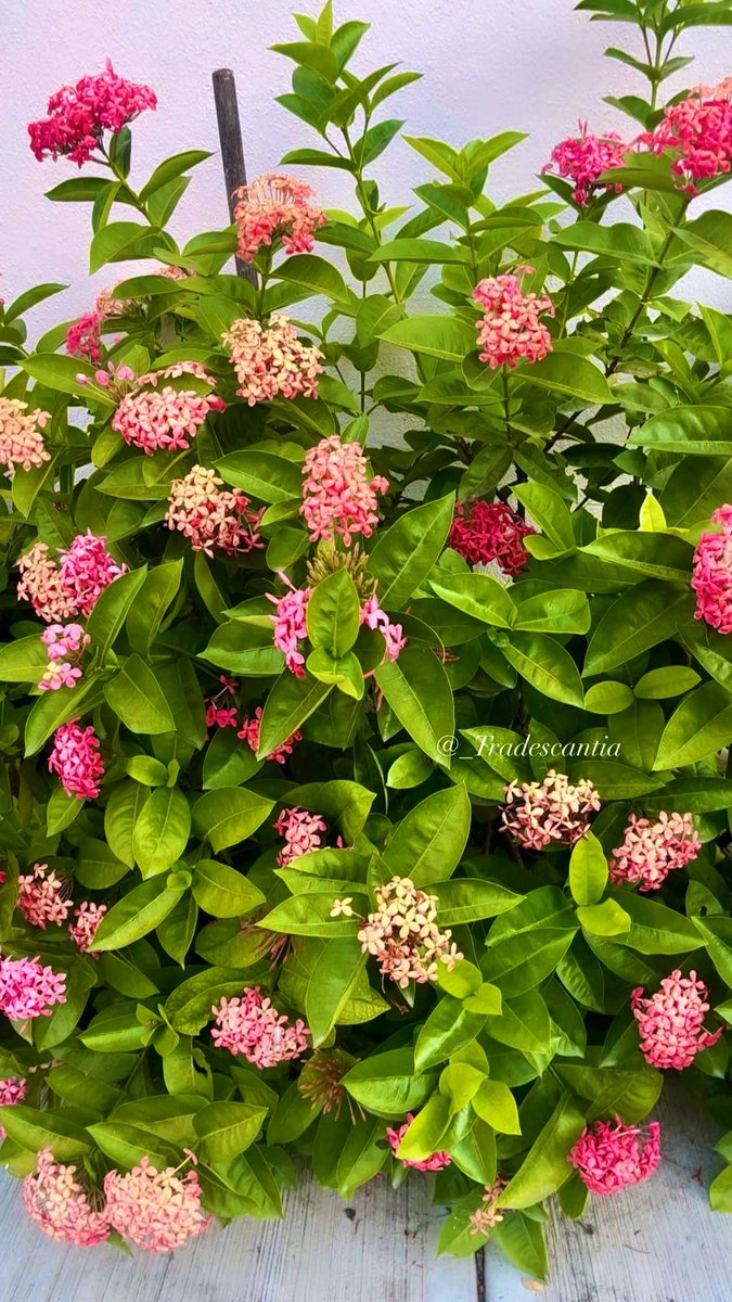 Friday is for Flowers and Feeling Fabulous #FlowersOnFriday