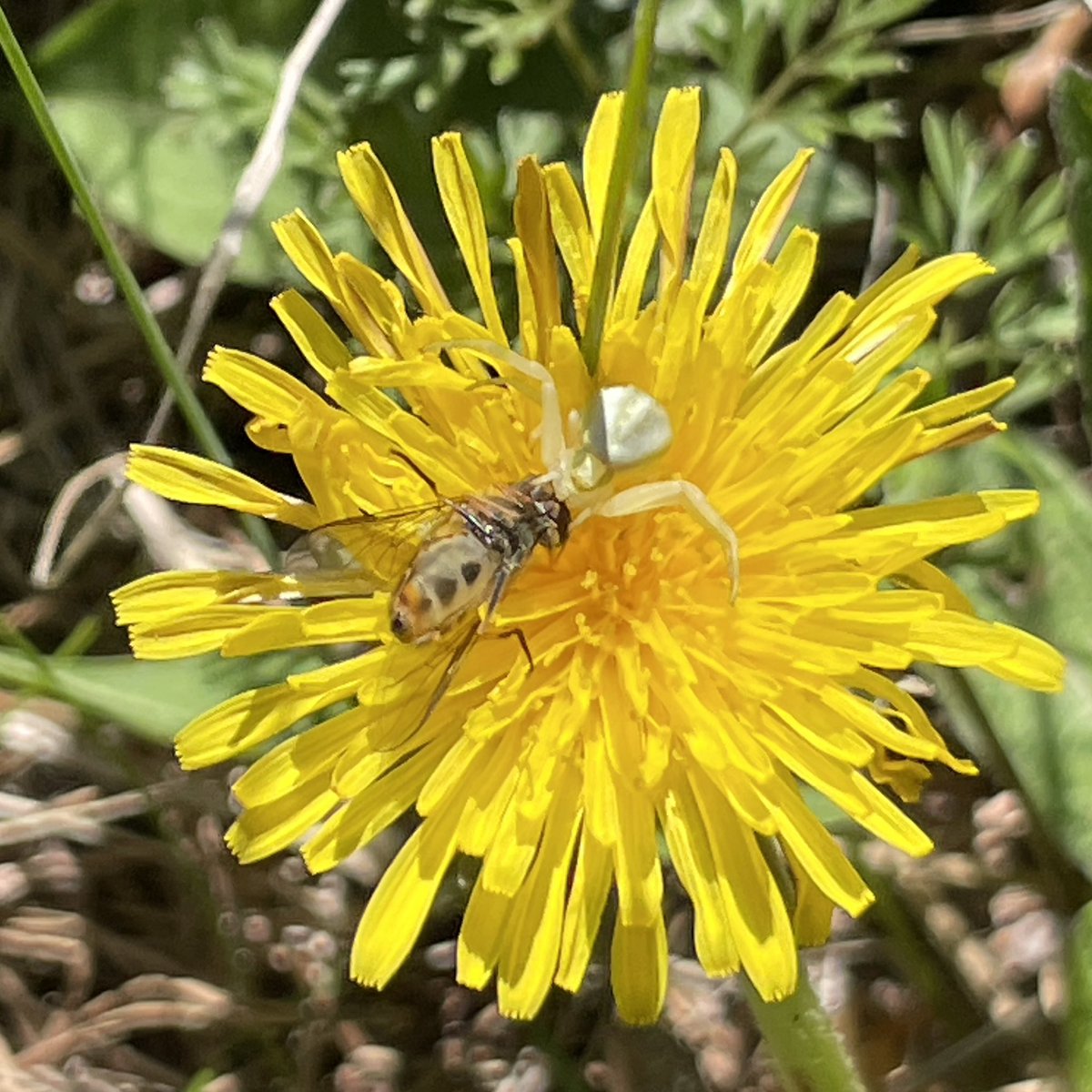 elneiman's tweet photo. Ännu ett drama i naturen. Krabbspindlar är riktigt luriga, bidar sin tid, tills någon annan kommer på besök i en blomma… #natur #drama #insekter https://t.co/u1aunoNrrE