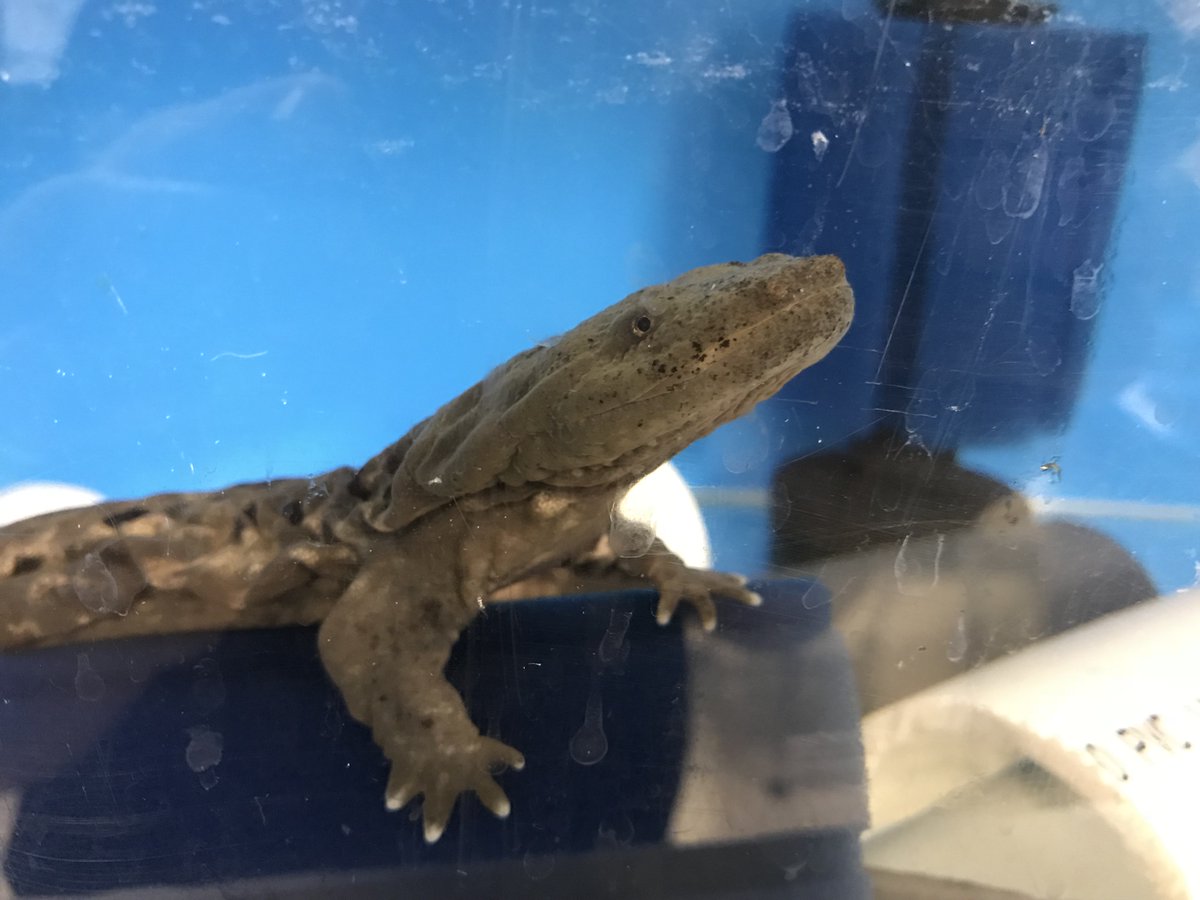 nashzoovet's tweet photo. Join us today (5/22) for our #MexicanRatSnake exam at 9:30am and our #Hellbender Exam at 11:30am.
#HCAVeterinaryHospital #Vetmed #NashvilleZoo https://t.co/FsqfYzhabL