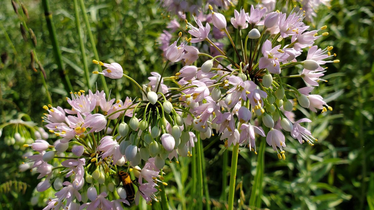 MNBWSR's tweet image. A round umbel of starlike flowers makes prairie onion an attractive addition to native #gardens. This drought-tolerant #plant feeds #pollinators. The May #MnBWSR Featured Plant article includes planting recommendations, an #NRCS range map: buff.ly/220fESD
