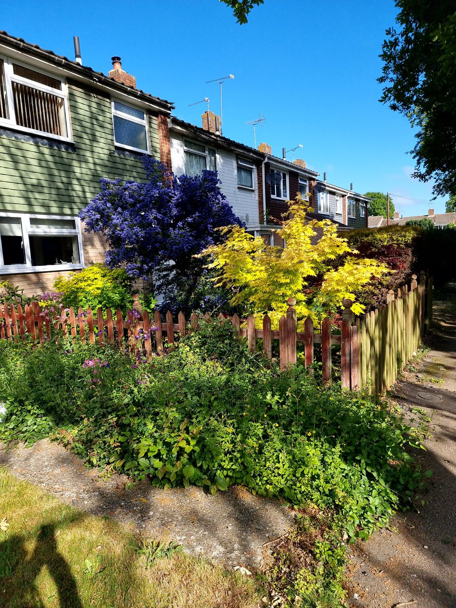 Wild flowers in foreground but blue California lilac and yellow acer dominating the centre.