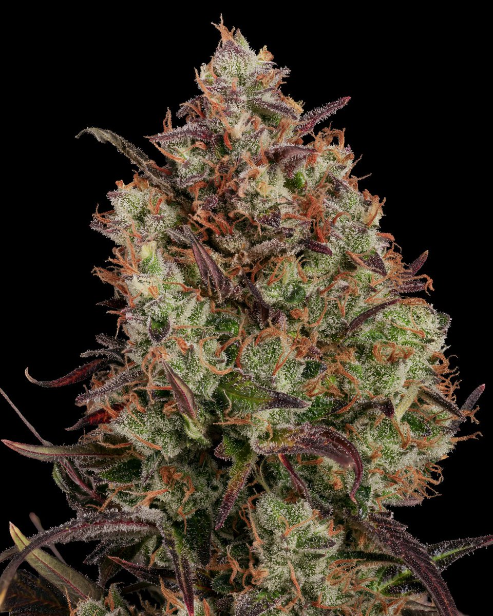 paradiseseeds's tweet photo. 🔥 #RedVelvetAuto in Full Bloom! 

We’re loving this vibrant update straight from the garden of Soymrq (instagram) — thank you for sharing your grow journey with us!

👀 Who else is running Red Velvet this season?

#ParadiseSeeds #finestseedcollection #paradiseseedscommunity https://t.co/lHXZhZiqGX