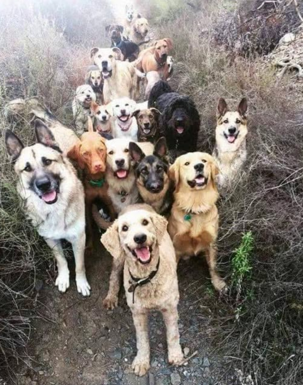 Tweets of Dogs tweet media