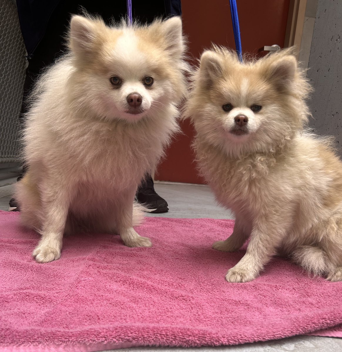 Safe with Animal Control .
Please call Animal Control at 508-532-5870 if you know where these dogs belong. No tags or microchip. Please help them get home. Found in the Blandin Ave area.
