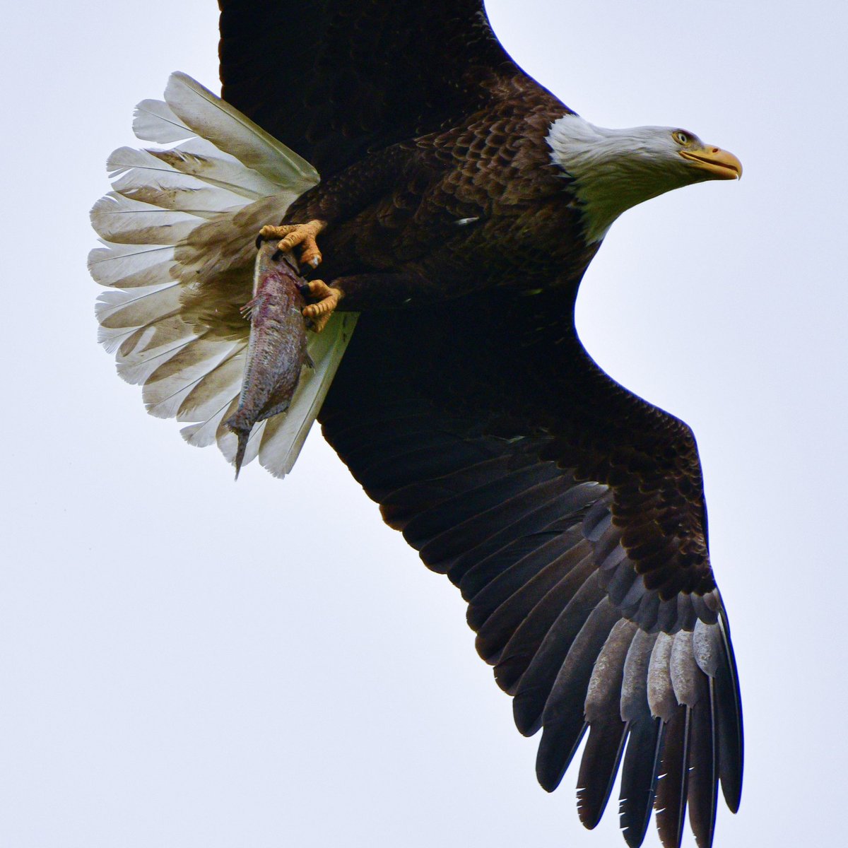 Happy #Flyday! 
Bald Eagle parent surprised everyone standing on the boardwalk with a low flyover, bringing dinner to the nearby nest. 
Magee Marsh, Ohio 
#BWIAB #MageeMarsh #BaldEagle #Birds #BirdTwitter #TwitterBirds