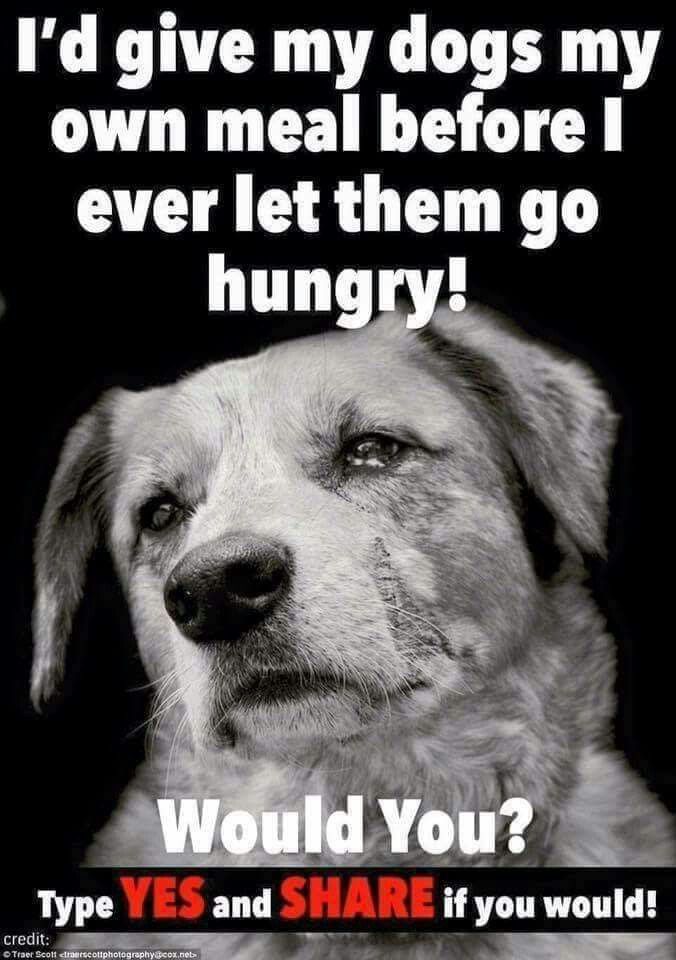 𝕏 Dogs tweet media