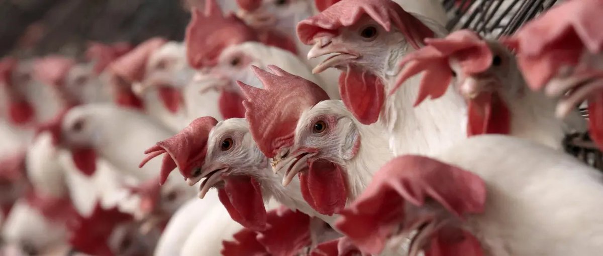 Brasil confirma el primer caso de gripe aviar de “alta patogenicidad” en granja comercial
Créditos: Unitel 
unitel.bo/noticias/mundo…