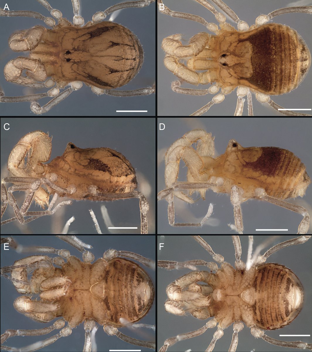 Abel Pérez González tweet media