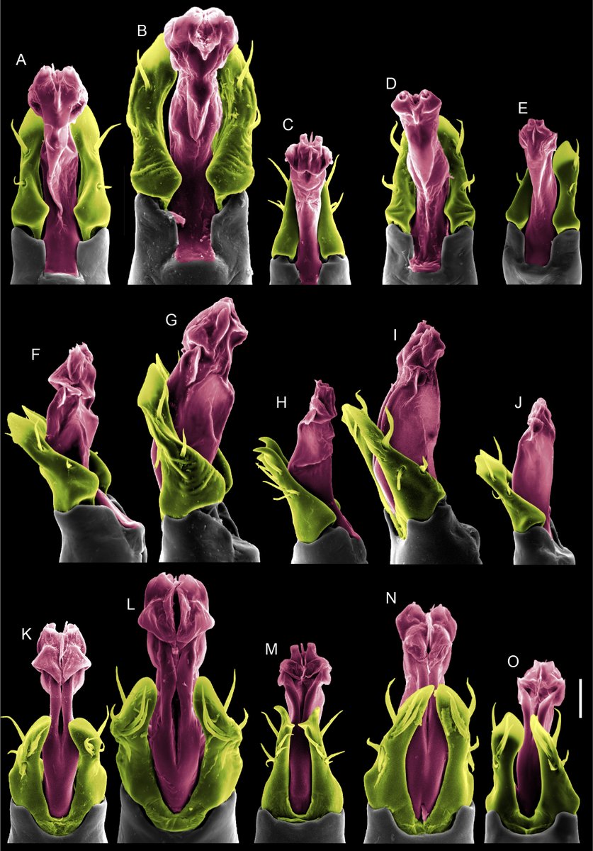Abel Pérez González tweet media