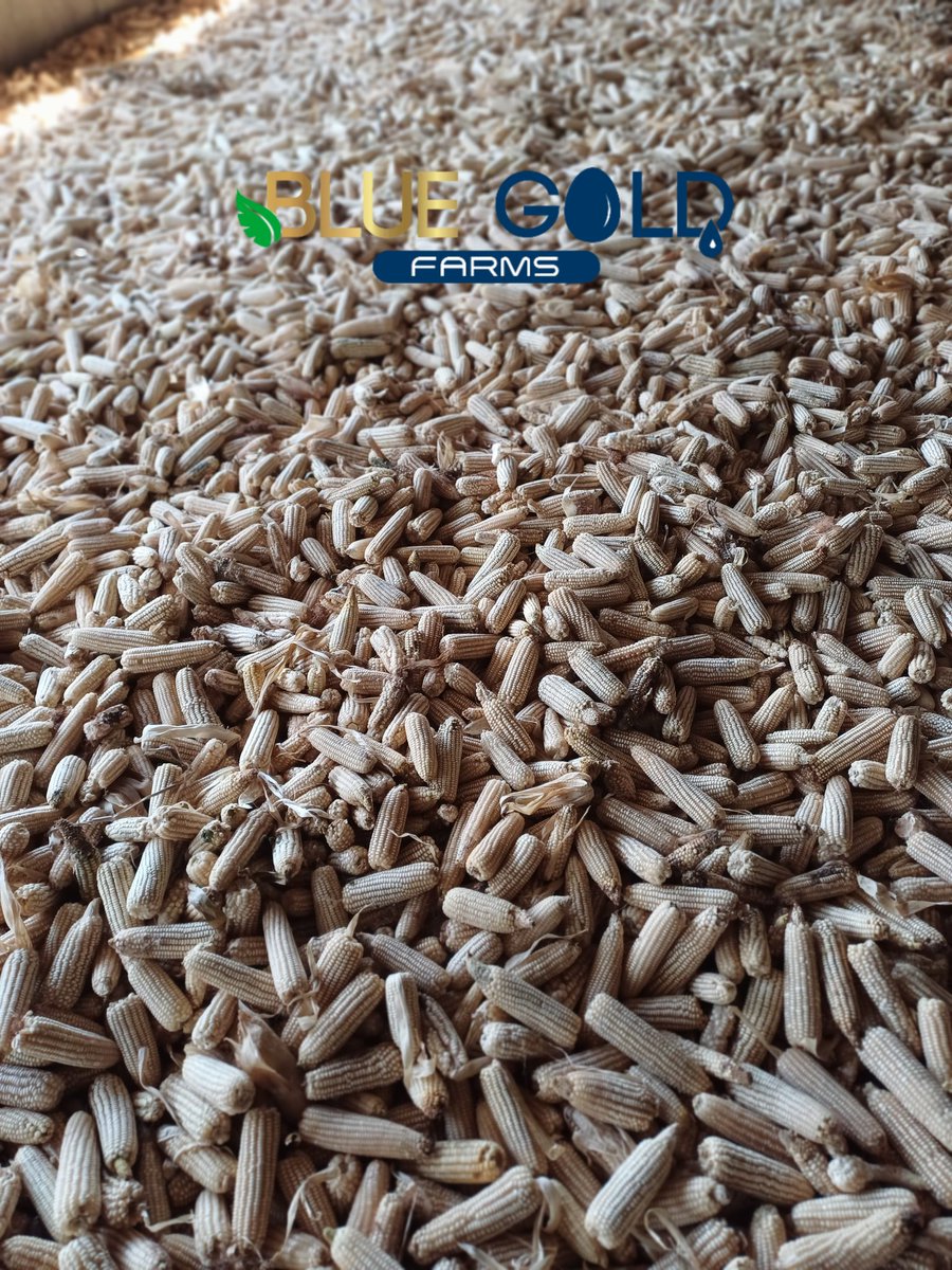 AliyuKwarbai's tweet photo. Foundation seeds are available at Blue Gold Farms 

Maize Sammaz 51 
Economic: Higher yields lead to increased income for farmers.
Average Yield 4.5 tonnes/hecter
Potential Yield 6 tonnes/ hecter 
Price: N2,300/ kg

Maize Sammaz 66 

Economic: Higher yields lead to increased income for farmers.
Average Yield 5 tonnes/hecter
Potential Yield 7 tonnes/ hecter. 
Price: N2400/kg

Hybrid White beans seed too available 

Price: N4,000/kg

Picture attached 1,2, and 3 are the final result/harvest of sammaz 51.

Contact : +2347014668777

📍🇳🇬
@BlueGoldFarms