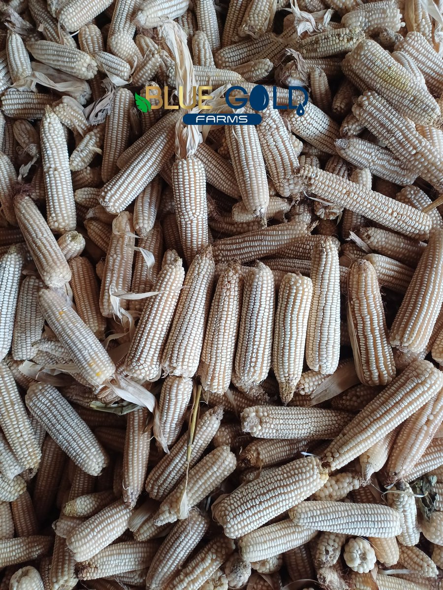 AliyuKwarbai's tweet photo. Foundation seeds are available at Blue Gold Farms 

Maize Sammaz 51 
Economic: Higher yields lead to increased income for farmers.
Average Yield 4.5 tonnes/hecter
Potential Yield 6 tonnes/ hecter 
Price: N2,300/ kg

Maize Sammaz 66 

Economic: Higher yields lead to increased income for farmers.
Average Yield 5 tonnes/hecter
Potential Yield 7 tonnes/ hecter. 
Price: N2400/kg

Hybrid White beans seed too available 

Price: N4,000/kg

Picture attached 1,2, and 3 are the final result/harvest of sammaz 51.

Contact : +2347014668777

📍🇳🇬
@BlueGoldFarms