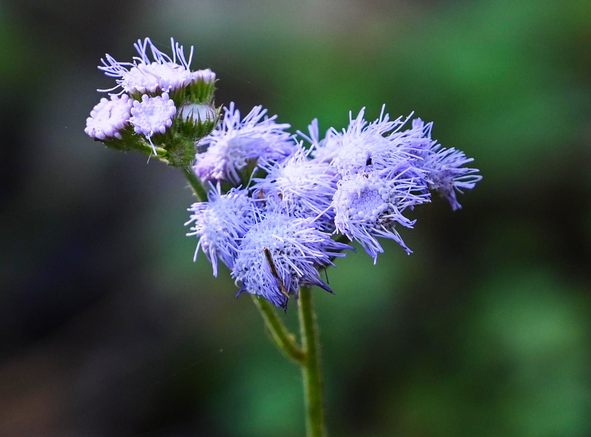 Bluemink (Ageratum houstonianum) blooms for #flowersonfriday.
Dehradun - April 2025.

#ThePhotoHour #natgeoyourshot #Himalayanflora #flowerphotography #niffeature2025 #biodiversity #macrohour #Himalayas #happyweekend #IndiAves #channel169 #vitaminN #nature #floraofindia #nikon