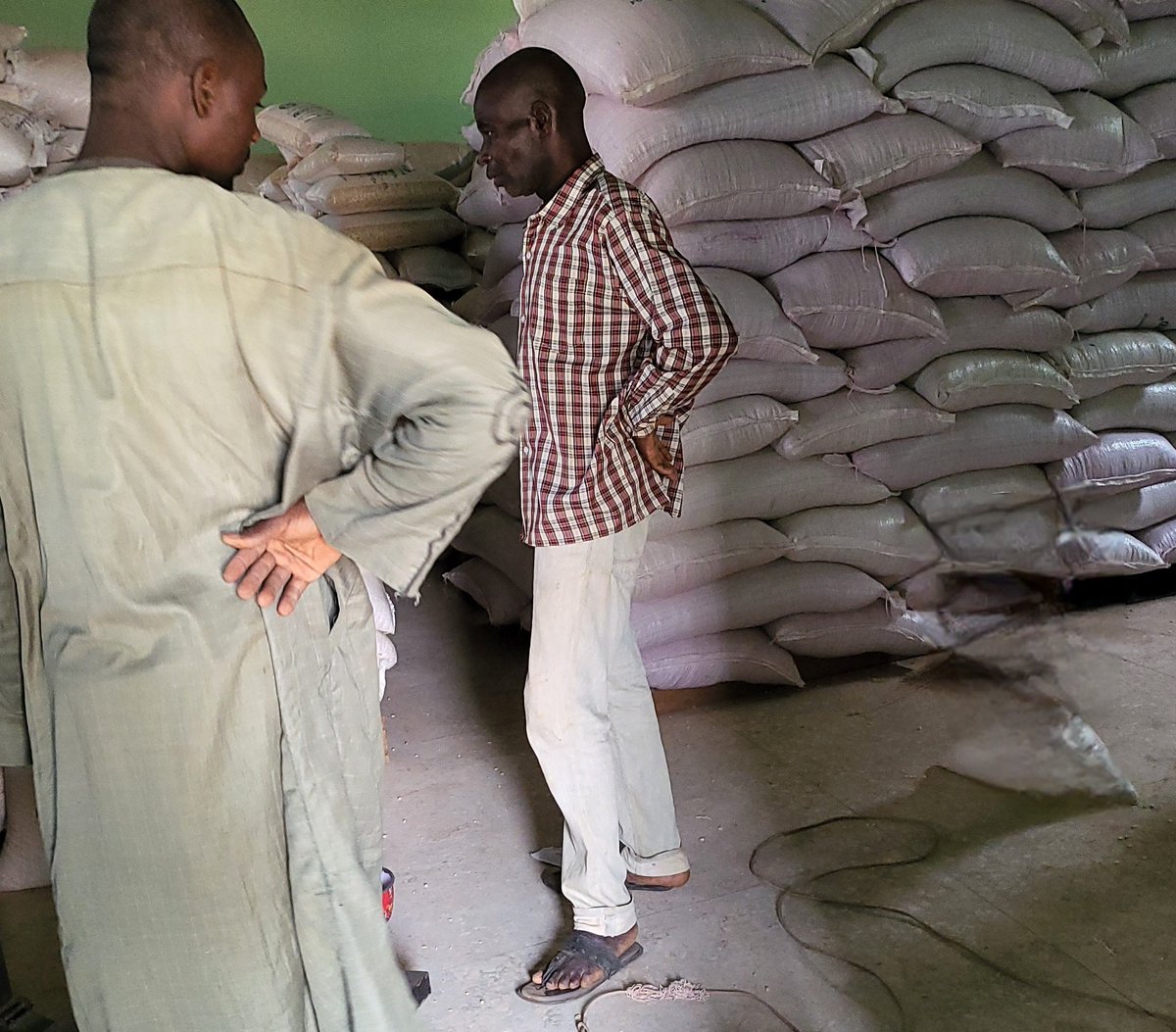 Foundation seeds are available at Blue Gold Farms 

Maize Sammaz 51 
Economic: Higher yields lead to increased income for farmers.
Average Yield 4.5 tonnes/hecter
Potential Yield 6 tonnes/ hecter 
Price: N2,300/ kg

Maize Sammaz 66 

Economic: Higher yields lead to increased