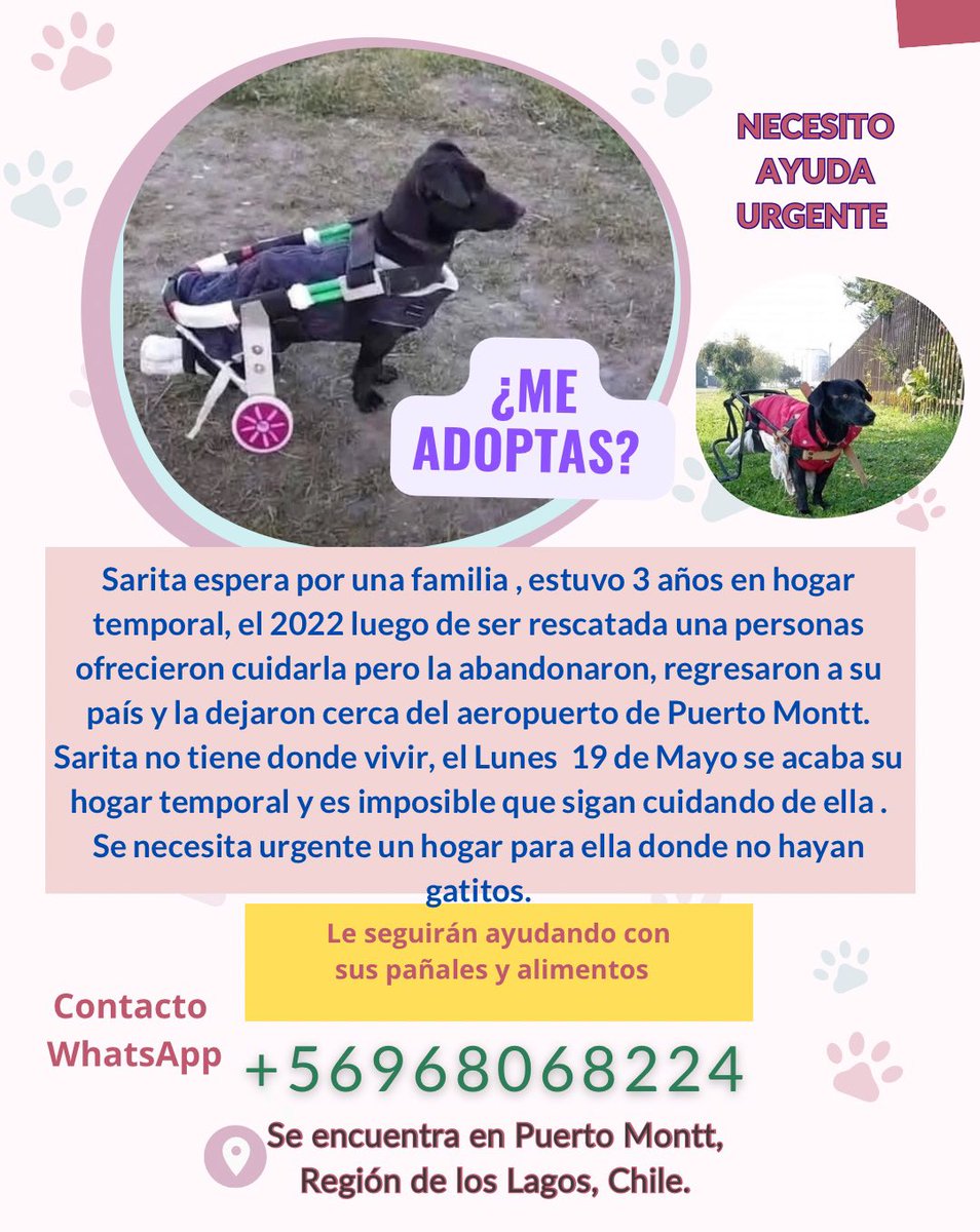 Danii_tco's tweet image. Seguimos compartiendo el caso de Sarita, ¿existirá esa familia que pueda adoptar a esta amiguita? Tiene 4 añitos, esterilizada, usa pañales, no le faltarán sus insumos.
ya no queda más tiempo junto a su hogar temporal,
🙏🏻 no puede ser imposible su adopción 😔
#DogLovers #Chile