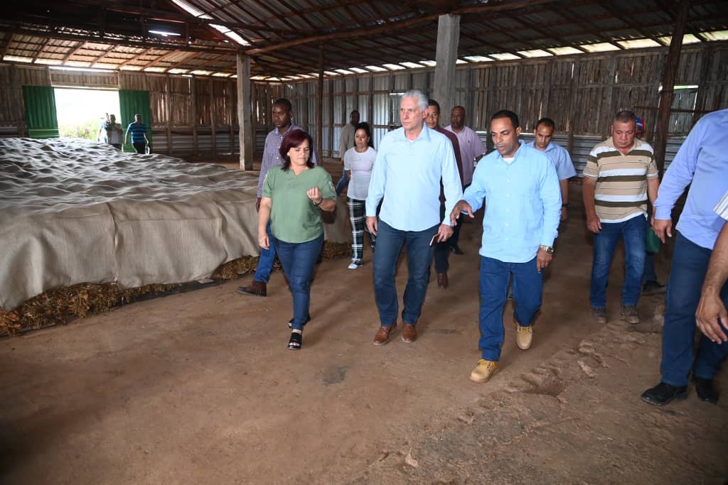 En el recorrido por La Palma el Presidente llegó hasta la Escogida de tabaco V-4-4. Allí constató la estabilidad laboral, siendo este, uno de los elementos que distingue a este colectivo, que para el próximo año aspira a duplicar sus producciones.
