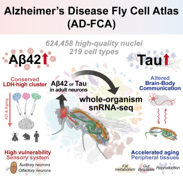 Online now:  Distinct systemic impacts of Aβ42 and Tau revealed by whole-organism snRNA-seq dlvr.it/TKpl1m