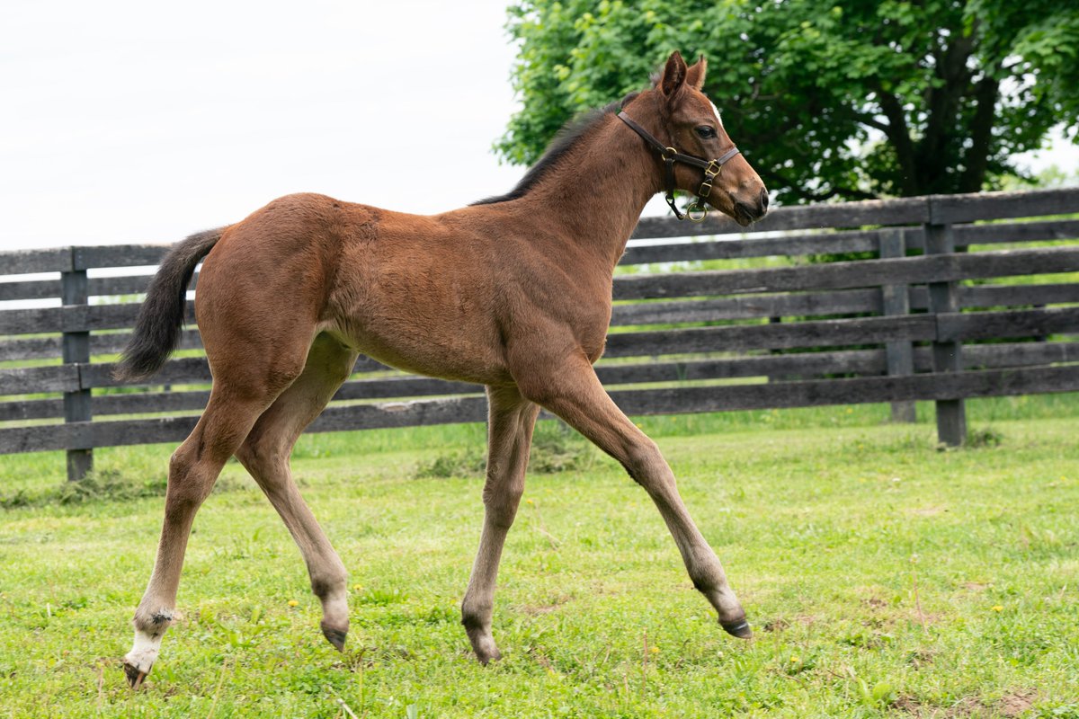 Darley in America tweet media