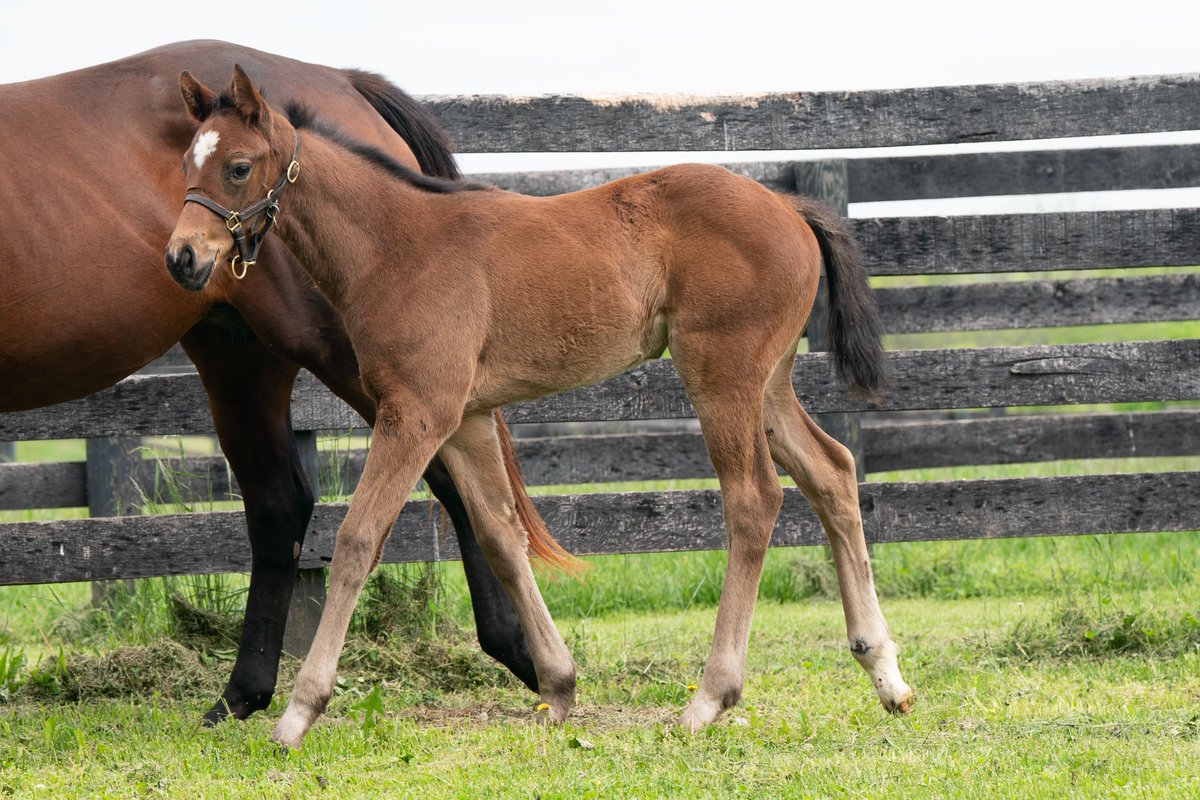 Darley in America (@darleyamerica) on Twitter photo 😍This beautiful #Proxy filly, shown below at six weeks <a href="/LanesEndFarms/">Lane's End</a>, is out of a full sister to Horse of the Year Declaration of War.
Congrats to breeder <a href="/Kinsman_Farm/">Kinsman Farm</a>! 😍This beautiful #Proxy filly, shown below at six weeks <a href="/LanesEndFarms/">Lane's End</a>, is out of a full sister to Horse of the Year Declaration of War.
Congrats to breeder <a href="/Kinsman_Farm/">Kinsman Farm</a>!