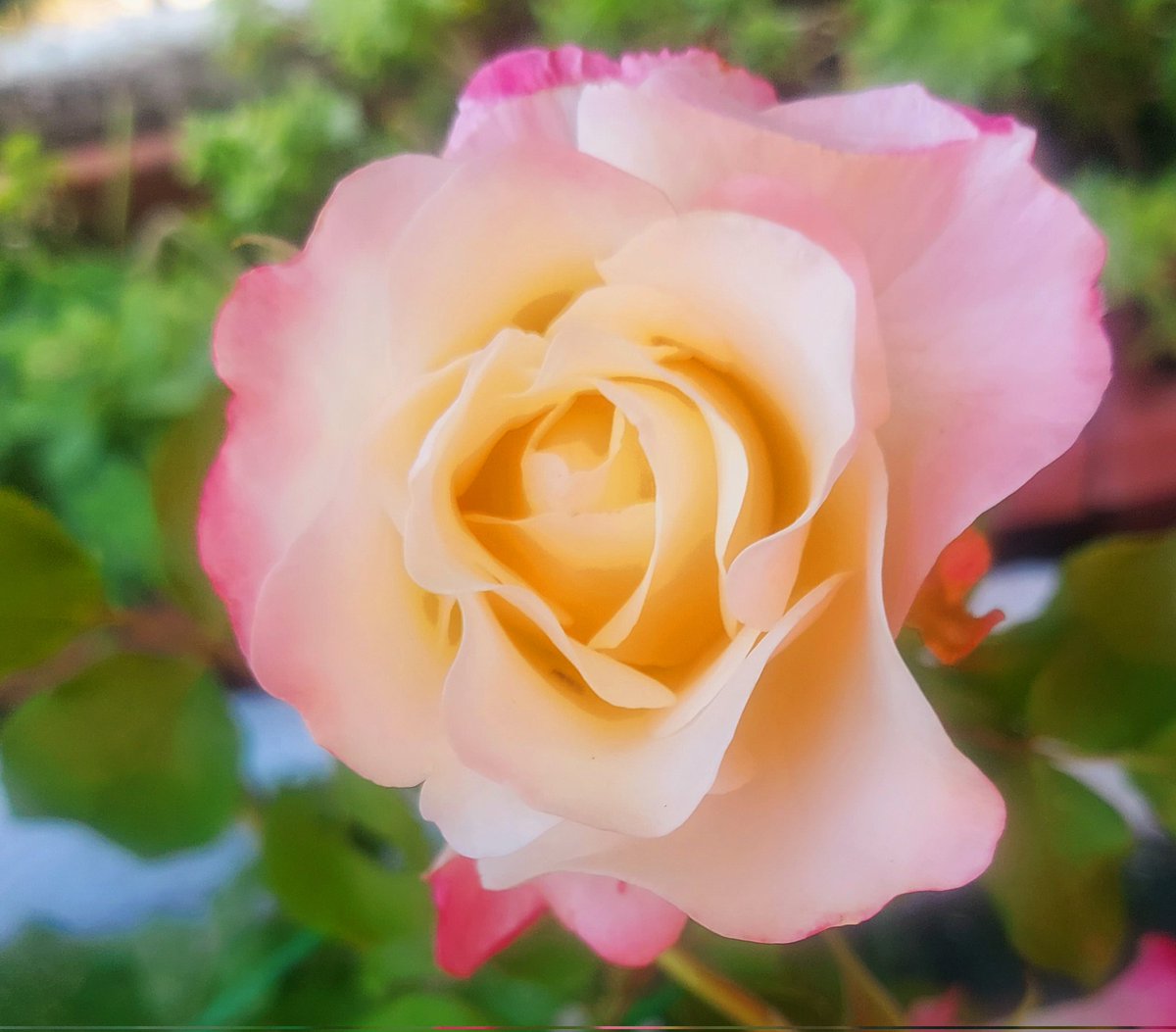 Maria Lea tweet media