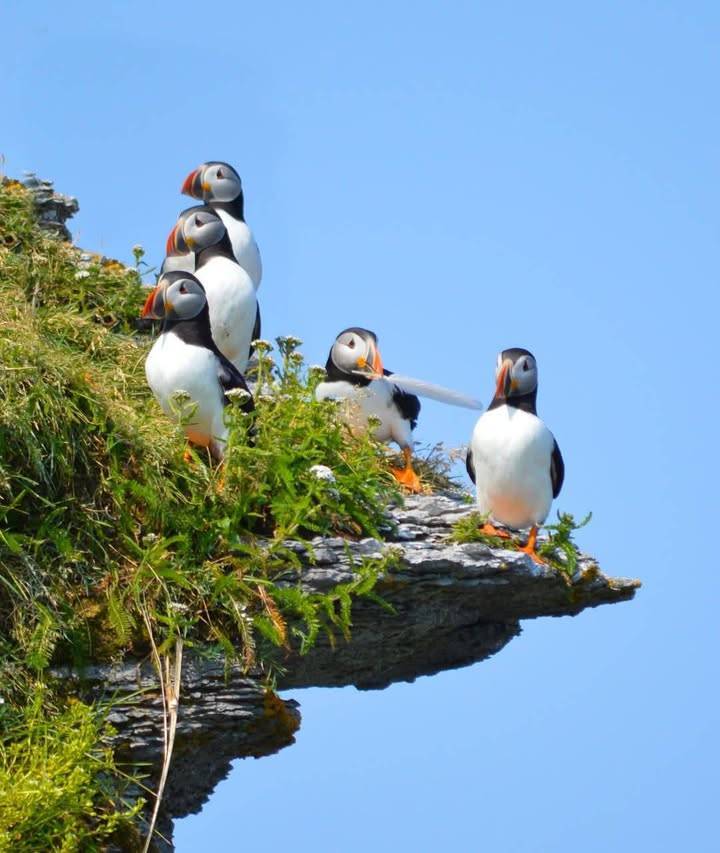 CanadaTunisia's tweet photo. π #DYK ? Canada is home to an incredible diversity of birds ! π¨π¦π¦
π² Parks Canada offers perfect places to observe them. Respect the wildlife and enjoy the spectacle!
#BirdsOfCanada
#Nature #Adventure https://t.co/tHUyfq3SHV