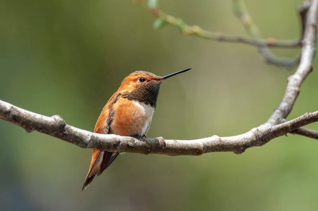 CanadaTunisia's tweet photo. π #DYK ? Canada is home to an incredible diversity of birds ! π¨π¦π¦
π² Parks Canada offers perfect places to observe them. Respect the wildlife and enjoy the spectacle!
#BirdsOfCanada
#Nature #Adventure https://t.co/tHUyfq3SHV