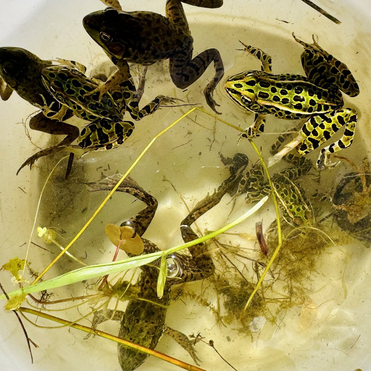 MrsWalkerOCSB's tweet image. Exciting day at Baxter Conservation Area for our grade 2 field trip ☀️🐸🐞
@StAnneOCSB @liannelogan10 @Ms_Matteucci
@RideauValleyCA
#nature #animals #outdoorEd #getoutdoors #baxter #rideauriver