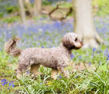 millypod1's tweet photo. 🆘16 MAY 2025 #Lost DOTTIE #ScanMe #SausageArmy
YOUNG Brown/White MIN Dachshund x Poodle Female
Corbet Woods #Grinshill #Shropshire #SY4 https://t.co/Bqxpq67MY0 https://t.co/NXEOodQjwJ