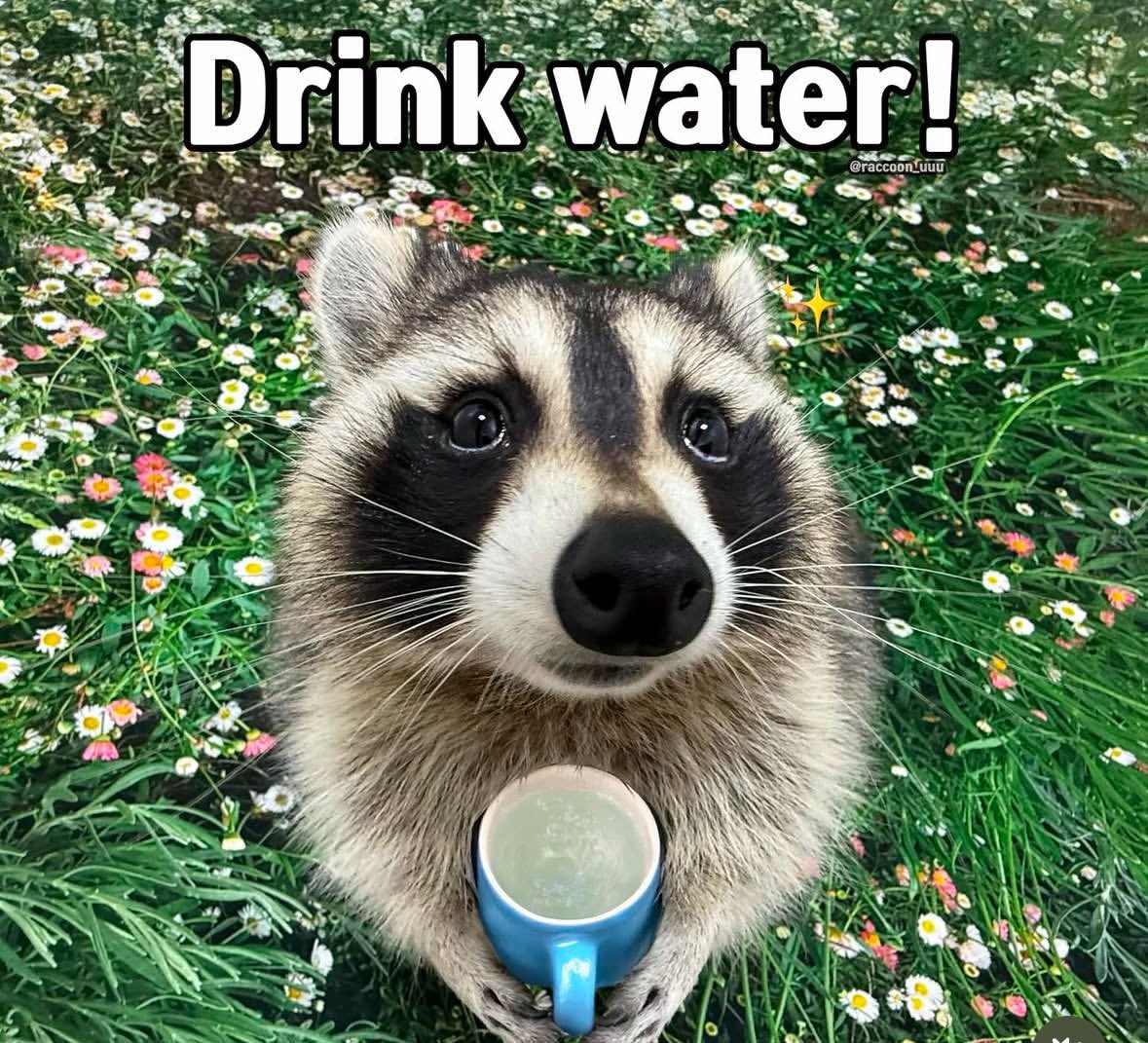 raccoon aesthetic. tweet media