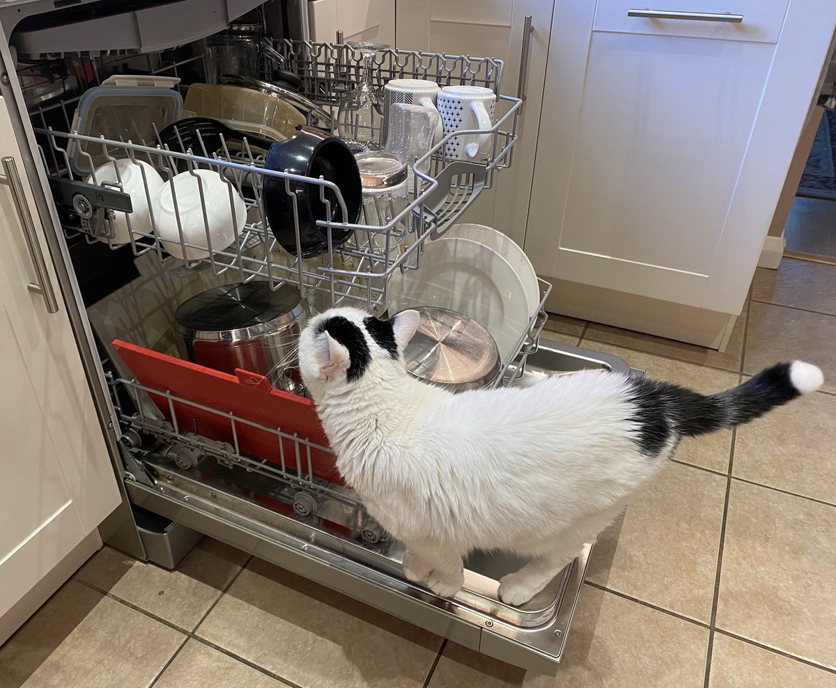 davidmjwilliams's tweet photo. Dear @BoschUK… Our new dishwasher has a pre-wash cycle that ensures our plates are licked clean before the main cycle starts. Can this be controlled via the HomeConnect app? https://t.co/r9clFOOJzx