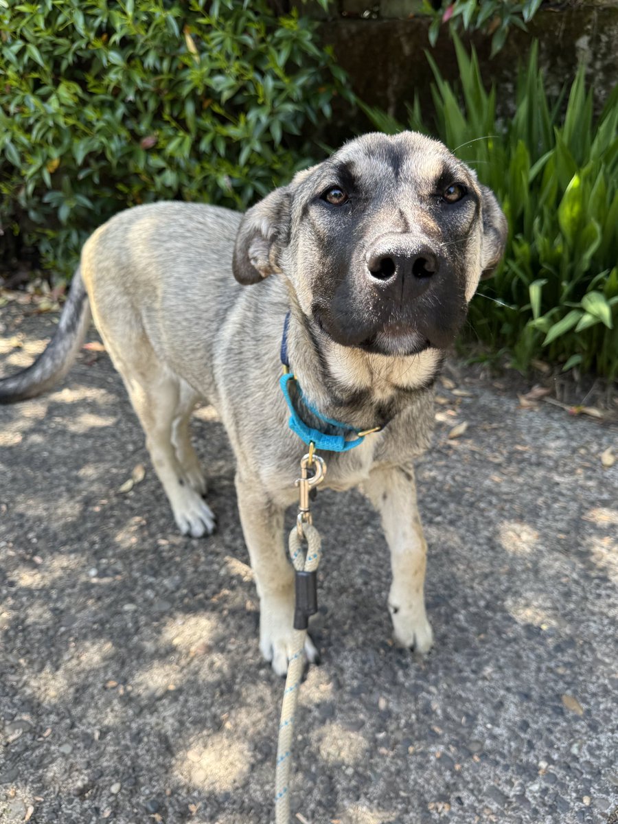 Chonky Monk was fully funded in less than 3 hours! 🥹🎉

He’s gone through so much and we can’t wait for him to get better. We’ll pupdate you on this baby’s progress here ❤️‍🩹