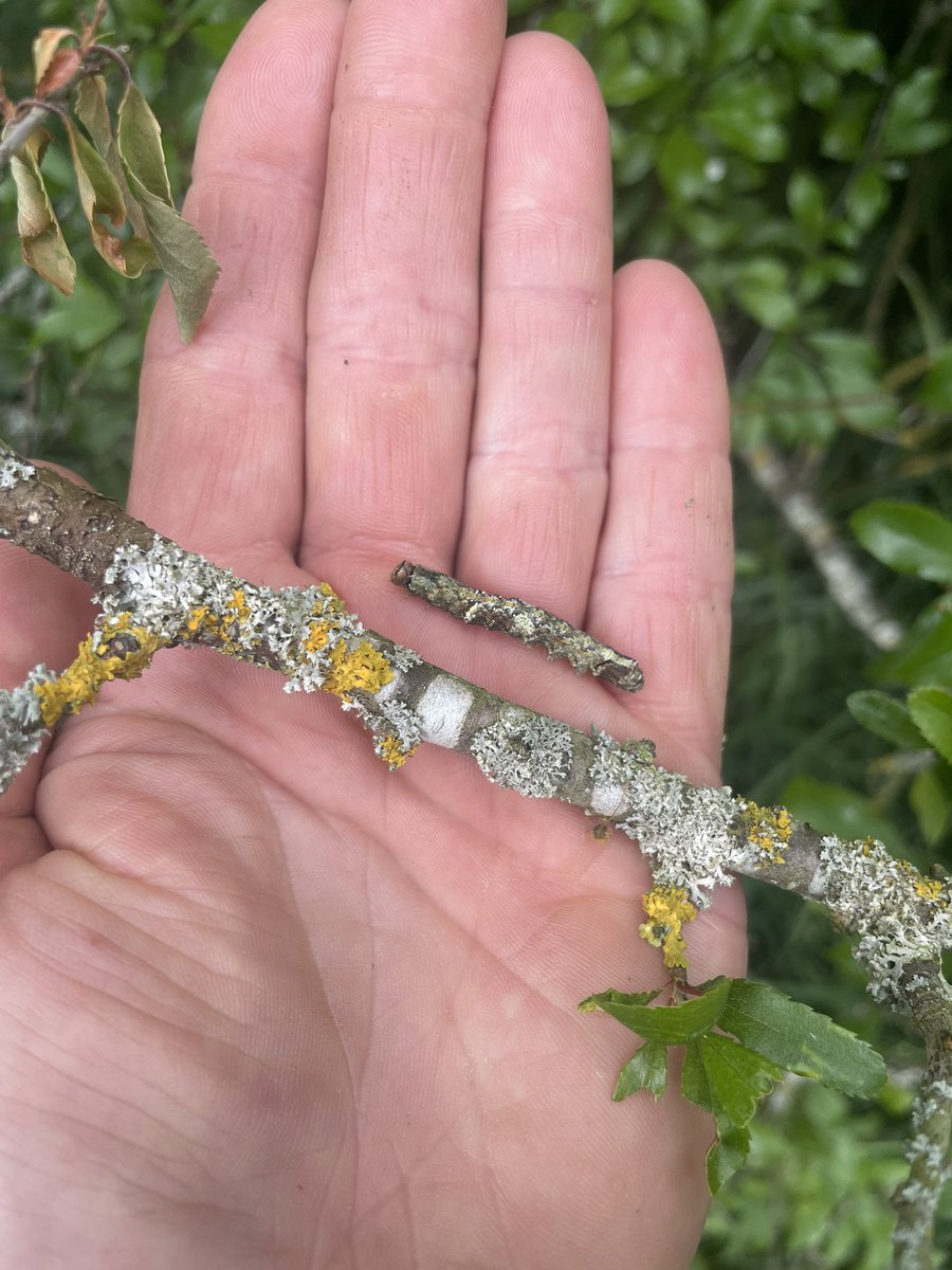 Graham Denny tweet media