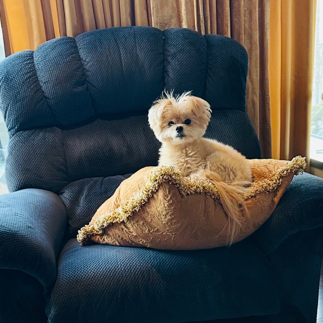AdrienneMaloof's tweet photo. Gypsy’s not from Build-A-Bear—she’s just that flawless. #QueenTings 👑 #TooCuteToBeReal 🧸✨ https://t.co/PQx0vHKT77