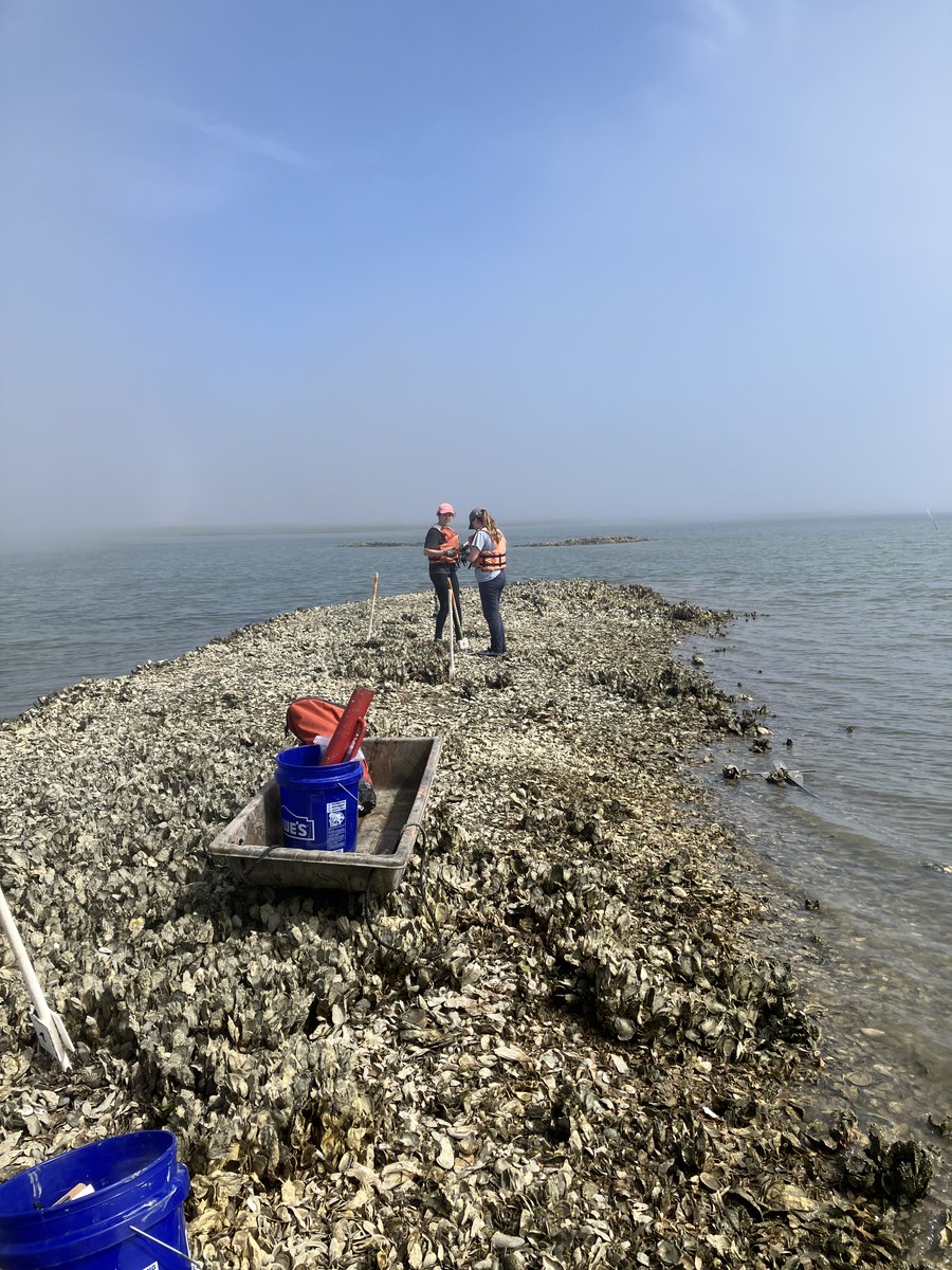 uvaevsc's tweet image. Emily and Annie setting a long term oyster study on the eastern shore with Dr. Castorani.