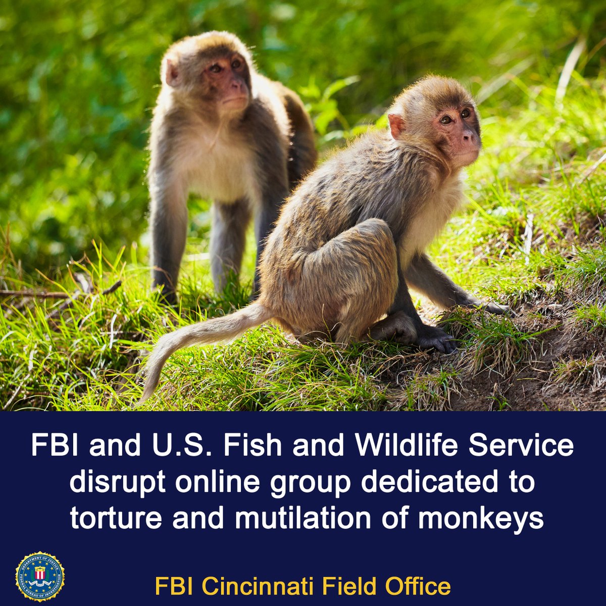 Following an #FBI and U.S. Fish and Wildlife Service investigation, 11 people have been charged for their involvement with online groups dedicated to creating and distributing videos of extreme violence and abuse against monkeys. ow.ly/6y1z50VU7VQ