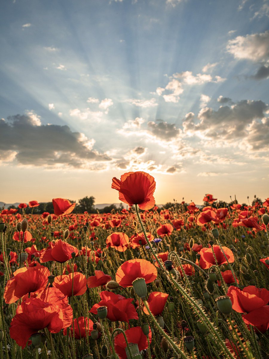 CedricSchell's tweet image. Coquelicots durant le coucher de soleil