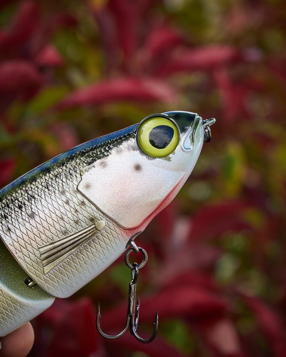 TackleWarehouse's tweet photo. TW Chop Shop Baitsanity Chimera 👉 https://t.co/P74lkvM2Gg
A @TackleWarehouse Exclusive, the TW Chop Shop #Baitsanity x #GarrettsCustom’s Chimera Shad is a limited run swimbait hand-painted by Garrett Ellenson, that is only available while supplies last. Featuring one-of-a-kind artwork, the Baitsanity x Garrett Custom’s Chimera Shad is a true collector’s item that will feel equally at home in the water or on the mantel. With two new color patterns for 2025, 'Cali Gold' and 'Washington Special'. With a limited quantity per color, the Baitsanity x Garrett Custom’s Chimera Shad is a must-have for swimbait enthusiasts.
A lifelong angler, Garrett Ellenson is the visionary entrepreneur behind #GarrettsCustoms. Driven by his deep-rooted passion for fishing, Garrett airbrushes unique designs on lures that blend artistry and practicality. He began tying his own flies at just 7 years old and continually pushed creative boundaries to attract more fish. Founding a thriving business at the age of 16, his dedication led him to learn airbrushing, allowing him to produce lifelike designs that imitate nature, including his standout trout patterns. Six years later, Garrett’s Customs has flourished into an internationally recognized brand with every lure crafted with top-quality paints & materials to ensure unmatched performance and durability.
🔥TW Chop Shop Baitsanity X Garretts Customs Chimera!
🎨Hand Painted!
#TackleWarehouse #TWChopShop #TWExclusive #Baitsanity #GarrettsCustoms #Chimera