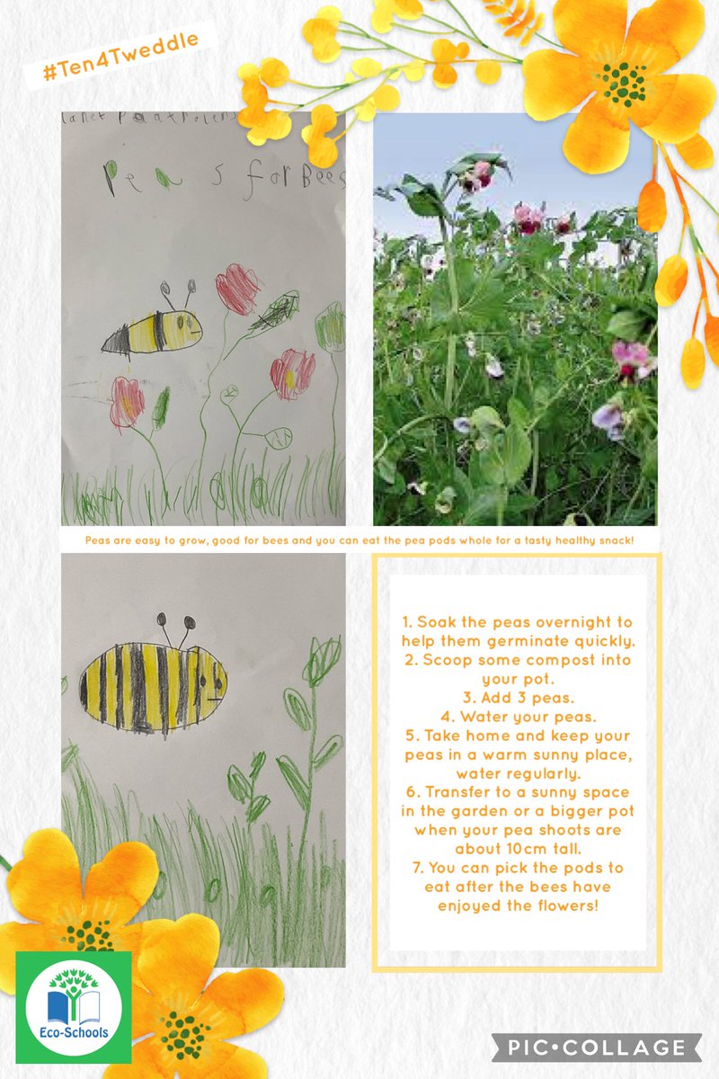 Nursery completed 2 #Ten4Tweddle challenges today, being active and learning a dance and planting #peas4bees to take home to encourage pollinators to visit their gardens and they can eat the peas 🫛 <a href="/EcoSchools/">Eco-Schools England</a>