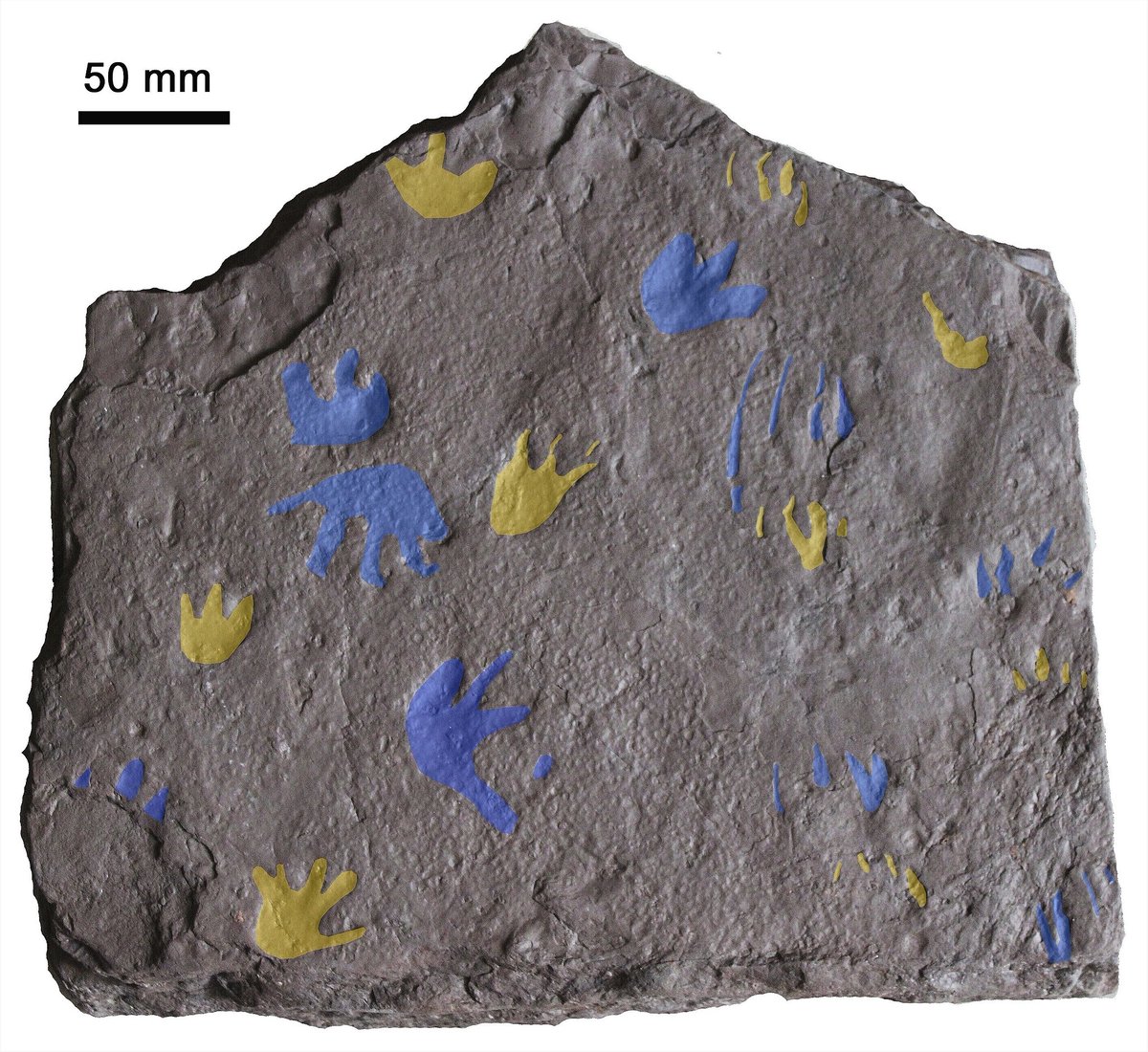 ChinaScience's tweet image. Scientists in Australia have identified the #oldest known fossil footprints of a reptile-like animal, dated to around 350 million years ago.

The discovery suggests that after the first animals emerged from the ocean around 400 million years ago, they evolved the ability to live…