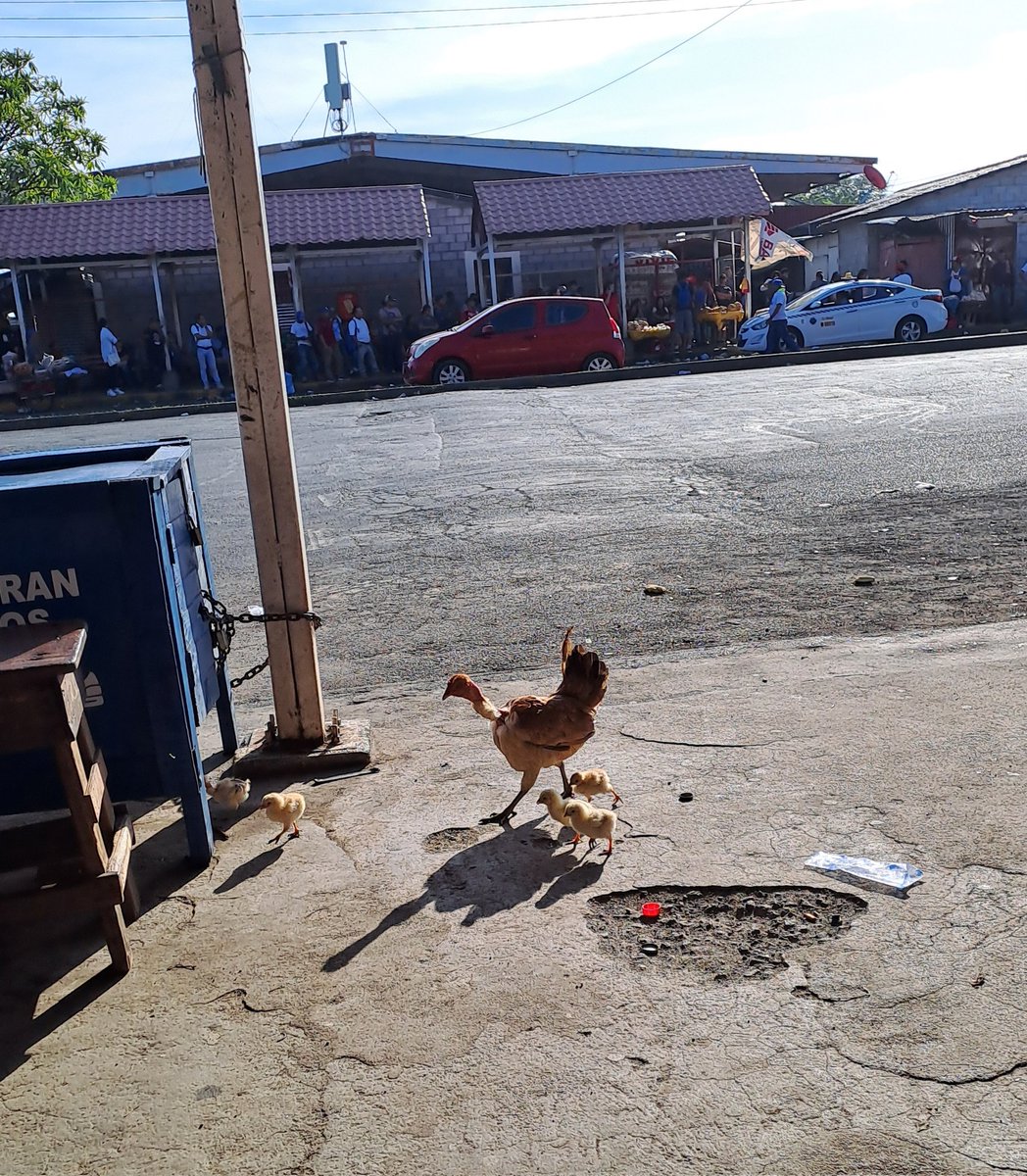 Y mientras tanto en Managua, en una parada de Bus... 🐔🐤🐥

Que tengan un dia tranquilo y en paz, así como ellos.

#FelizViernesATodos ☕️🎶
<a href="/LaZelayita/">La Zelayita 🇳🇮</a> <a href="/FloryCantoX/">Flor y Canto 🇳🇮</a> <a href="/AlejandraSuar3z/">Alejandra Suárez</a>