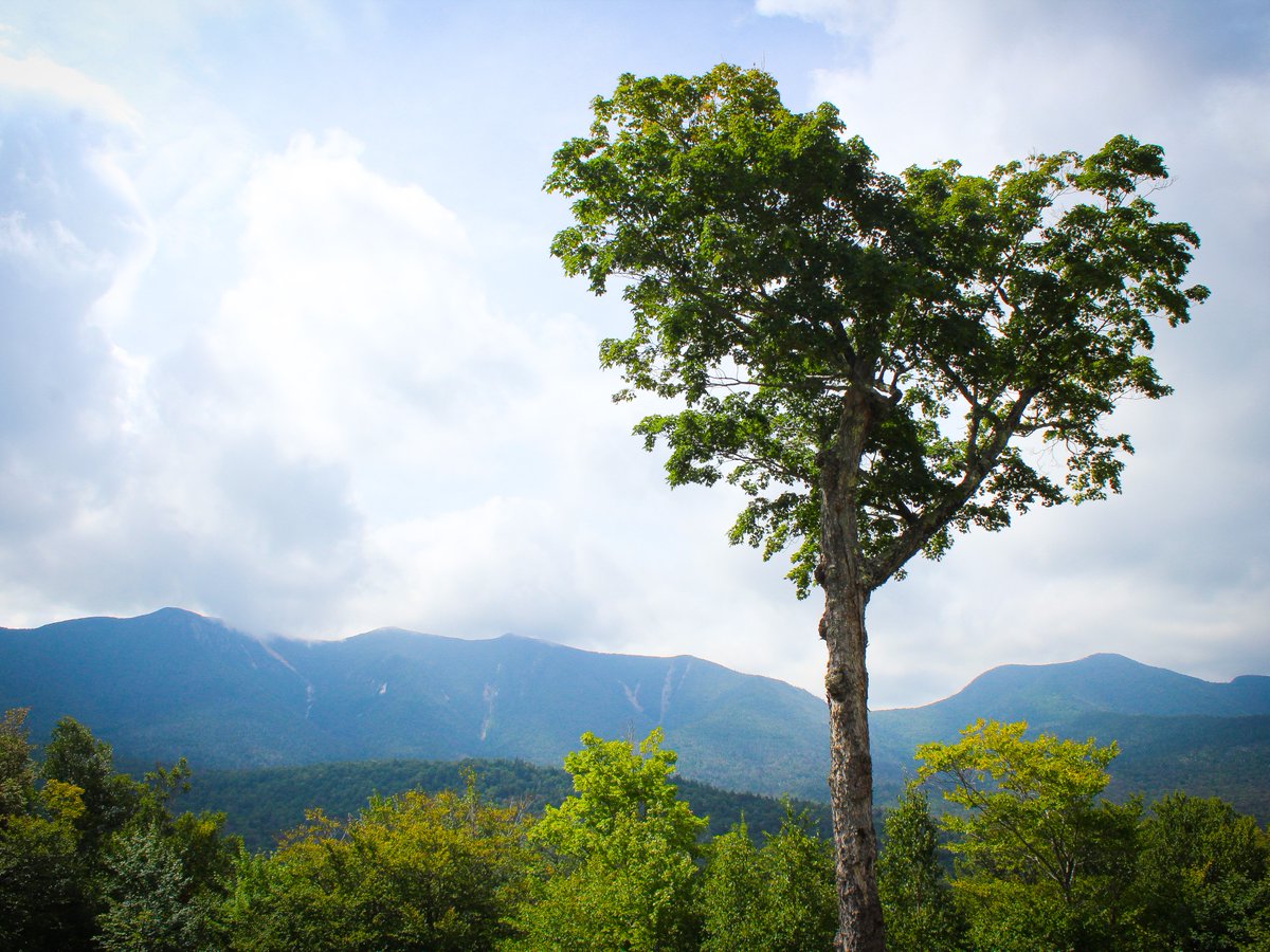🌳It's National Love a Tree Day (aka, the perfect day to show off this iconic beauty at the Hancock Overlook on the Kancamagus Highway)! 

📸 @colleeninthe603

#whitemountains #kancamagushighway #hearttree #nationalloveatreeday