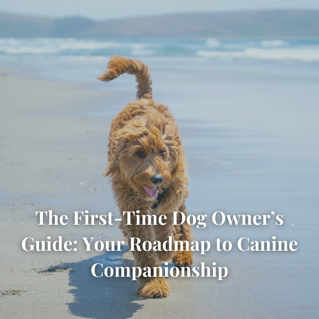 Feeling a little nervous about bringing home your first pup? 

We’ve got you covered with this simple, step-by-step guidance.

🔗 Read now: bit.ly/4lYXg43  
.
.
.
#labradoodle #goldendoodle #maryland #dc #northcarolina #charlotte #USA