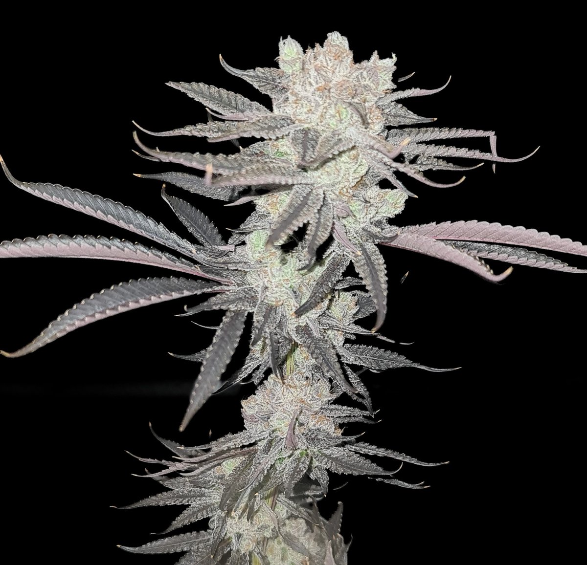 Super Lemon Orange from <a href="/greenhouseseeds/">Green House Seed Co</a> got this as a freebie but she's become a favorite for me. Beautiful girl ❤️