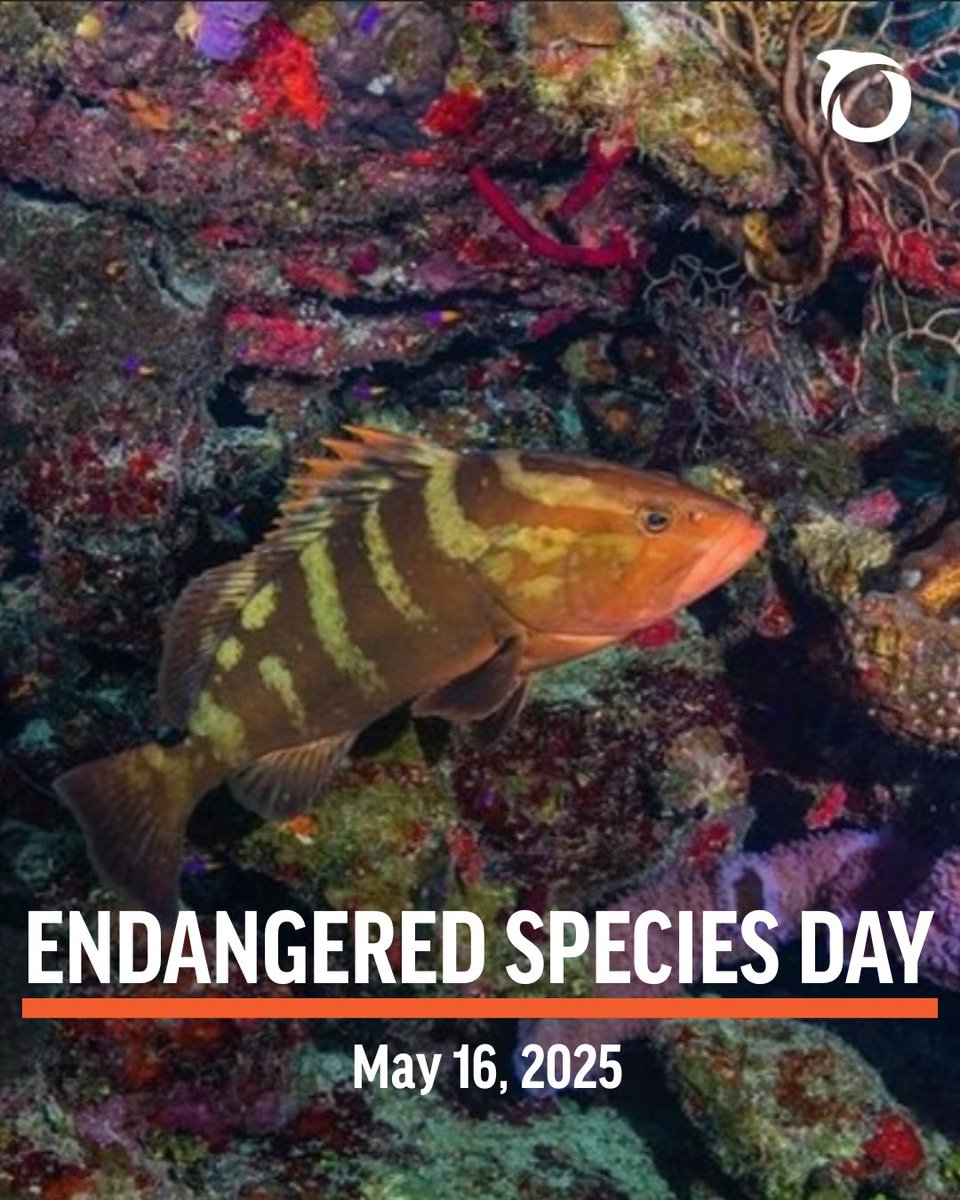 It’s #EndangeredSpeciesDay! #Belize is home to amazing endangered marine life like the Nassau grouper. Despite protections, illegal fishing still threatens them. Let’s respect regulations and give them a chance to thrive.