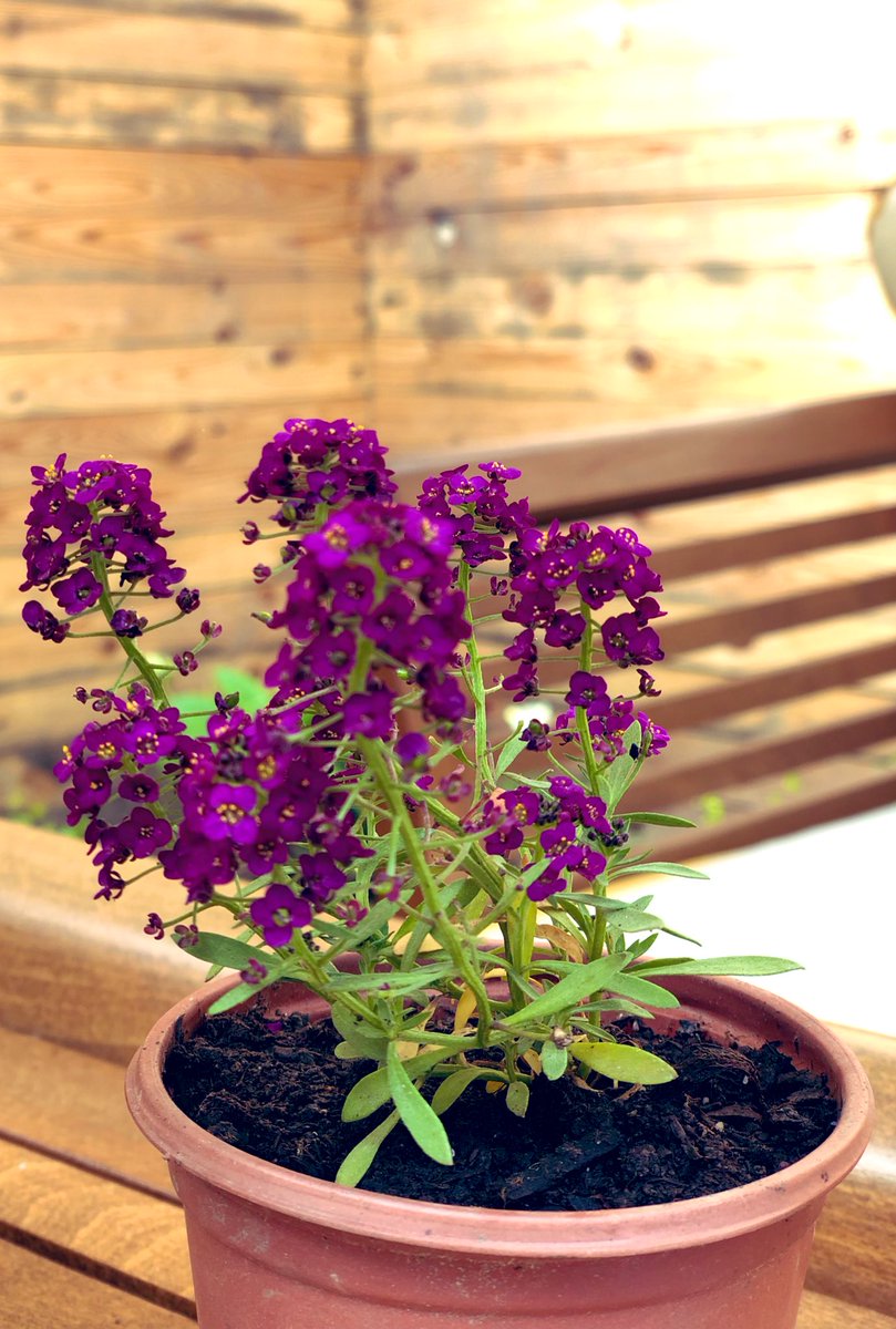 yanlis_yerdeki's tweet photo. Aptalca hayallerim var… En sonuncusu seninle kurduğum…💜 https://t.co/GV7slyfFNy