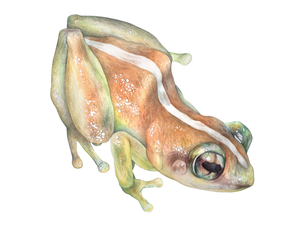 🖍️ We’re excited to celebrate #DrawingDay by spotlighting former Global Change Research Fellow, Emily Nastase, a talented conservationist and illustrator who uses art to translate science into powerful, relatable stories.

🎨 Read Emily's story here: loom.ly/Ai6Elt4