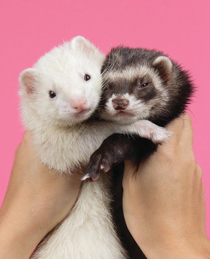 Ferret Every Hour (@ferretperhour) on Twitter photo 